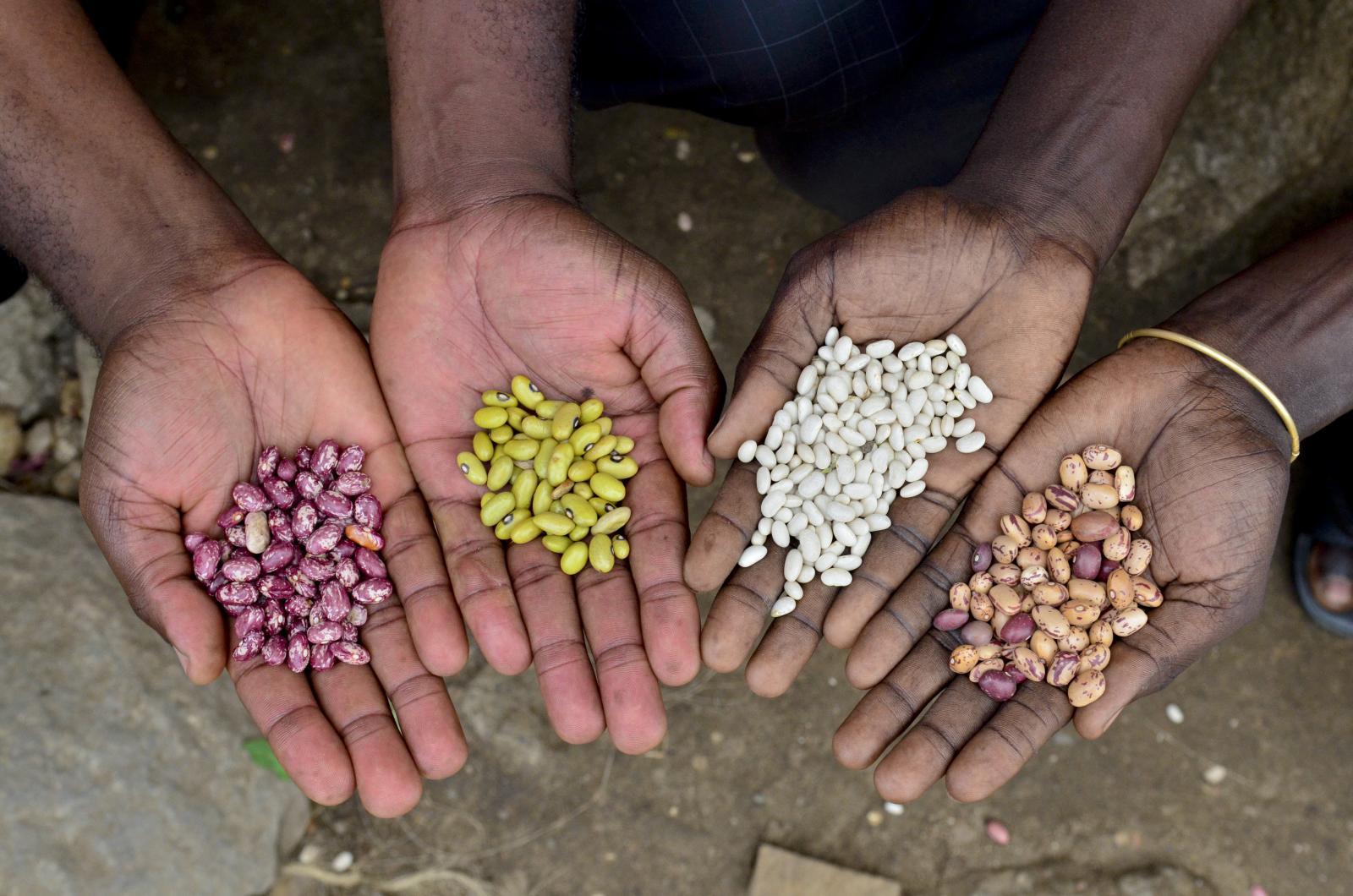 Market research, Étude de terrain: Opportunités pour les haricots secs importés au Sénégal