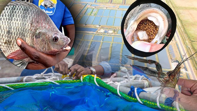 Délégation Afrique de l’Ouest francophone -Rencontres & Conférences sur l’Aquaculture